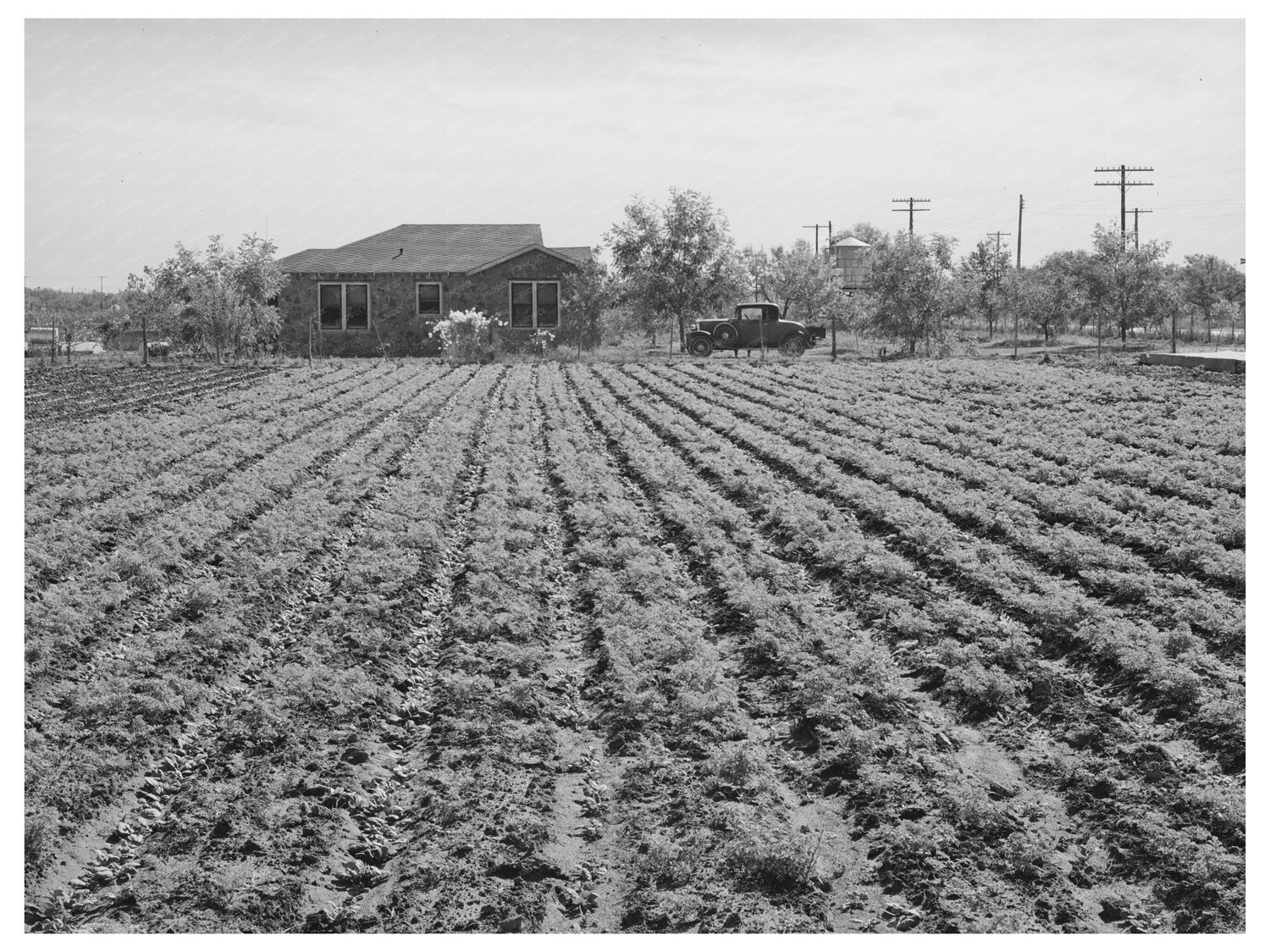 Vintage Spinach Plants on Truck Farm Texas 1939