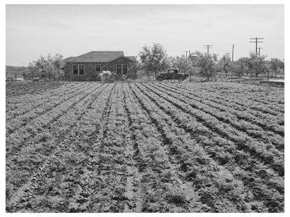Vintage Spinach Plants on Truck Farm Texas 1939