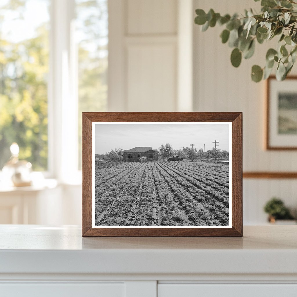 Vintage Spinach Plants on Truck Farm Texas 1939