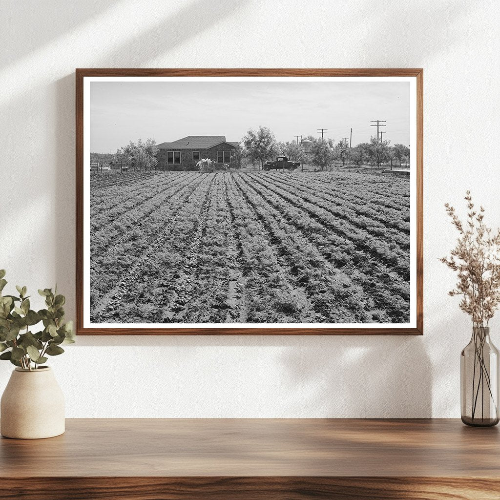 Vintage Spinach Plants on Truck Farm Texas 1939