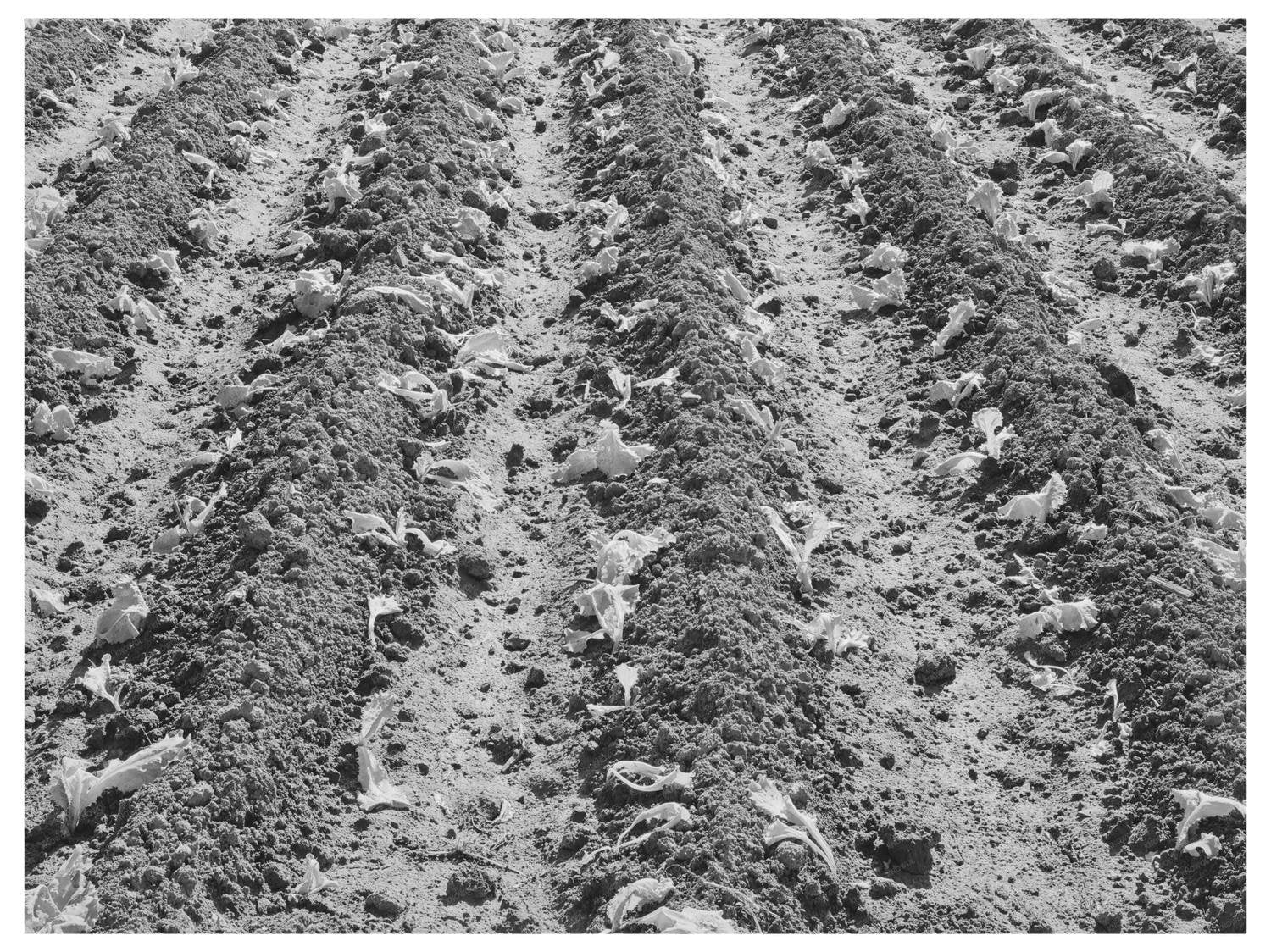 Young Lettuce from Truck Gardener in San Angelo 1939