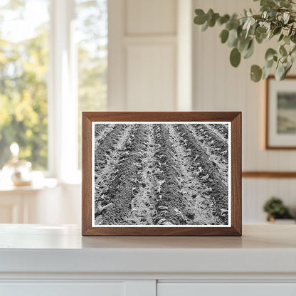 Young Lettuce from Truck Gardener in San Angelo 1939