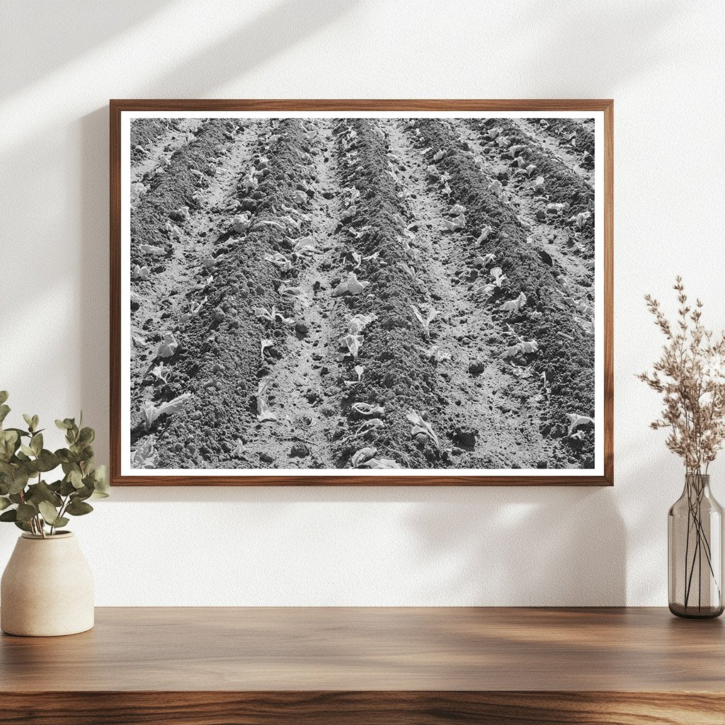Young Lettuce from Truck Gardener in San Angelo 1939