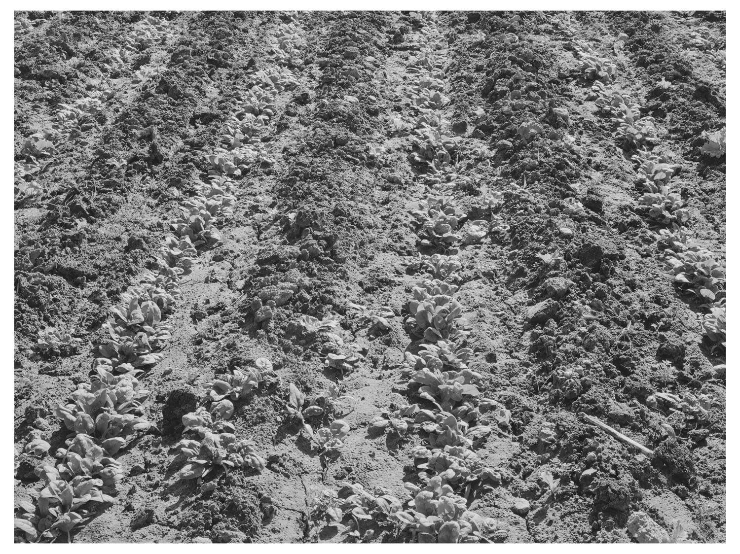 Young Spinach Growing in Tom Green County Texas 1939