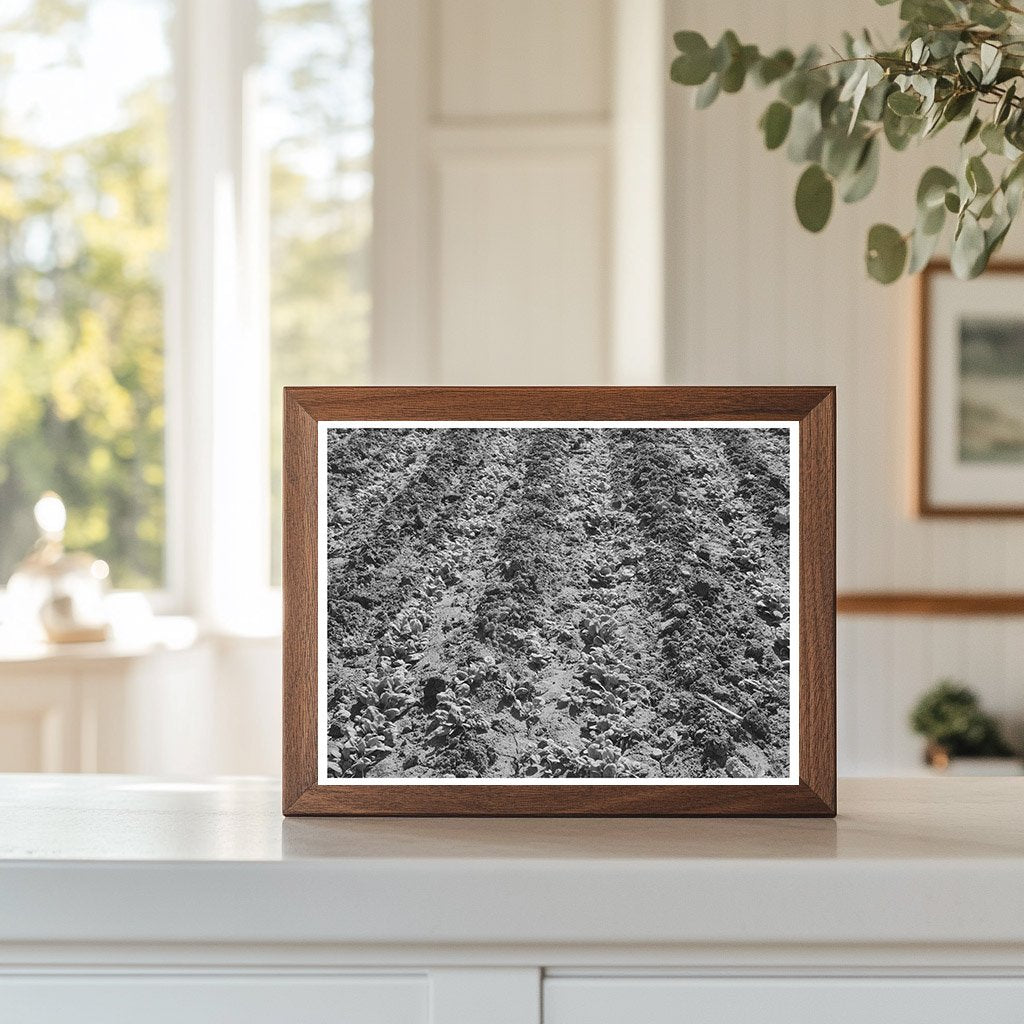 Young Spinach Growing in Tom Green County Texas 1939