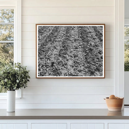 Young Spinach Growing in Tom Green County Texas 1939