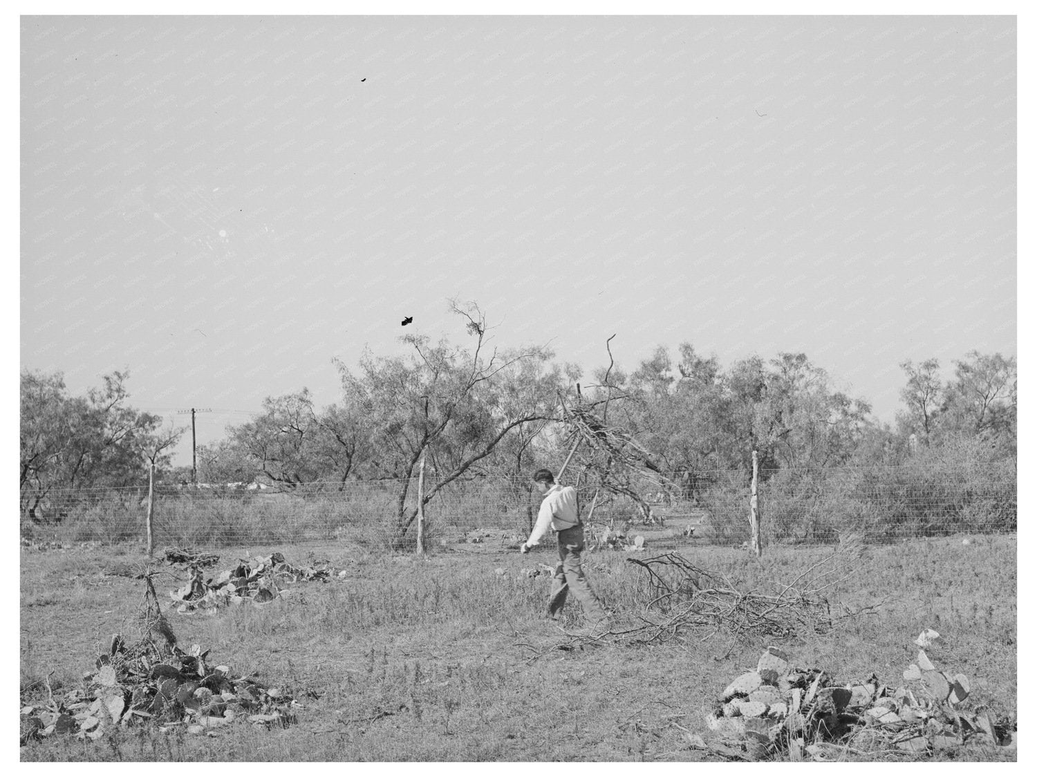 Clearing Land for Truck Farming San Angelo Texas 1939