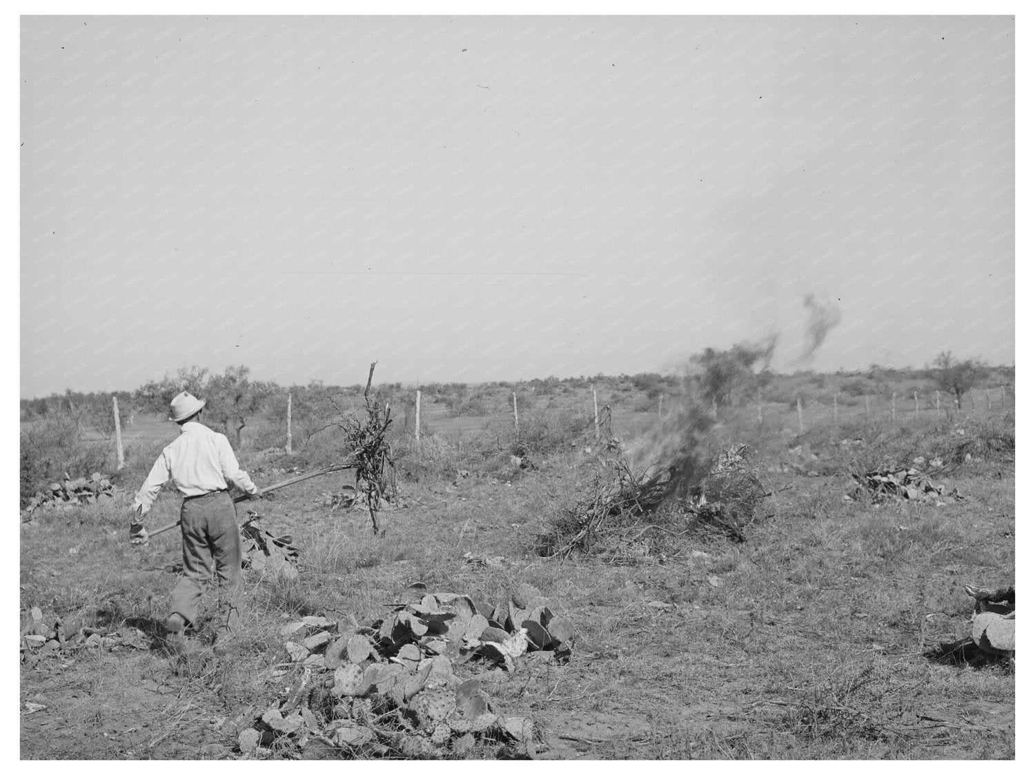 Clearing Land for Truck Farming in San Angelo Texas 1939