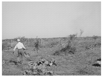 Clearing Land for Truck Farming in San Angelo Texas 1939