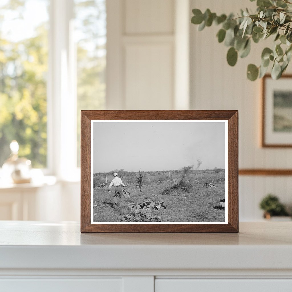Clearing Land for Truck Farming in San Angelo Texas 1939