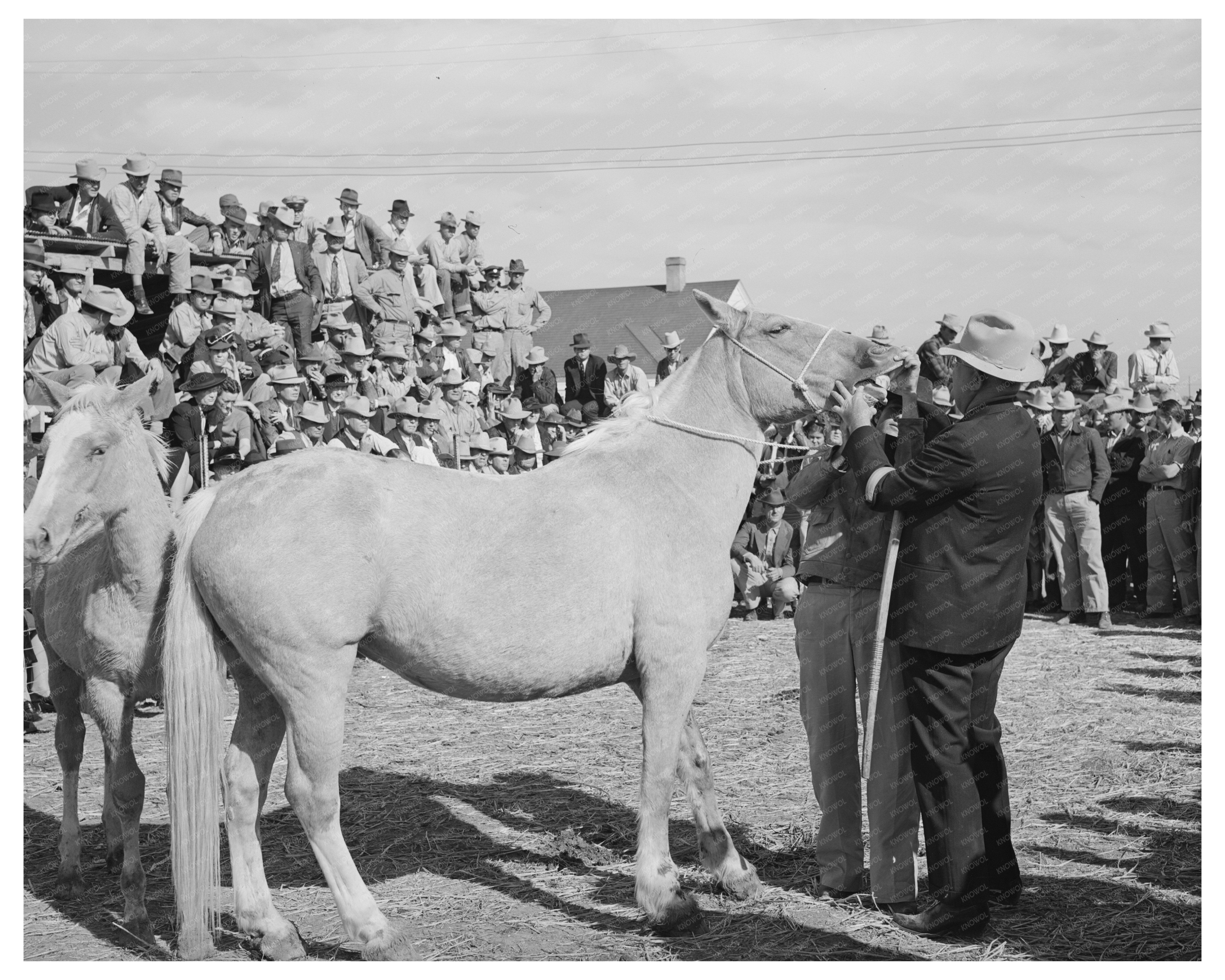 Man Examines Palomino Horse Teeth Auction El Dorado 1939