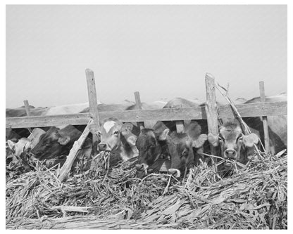 Cows Feeding at Dairy Farm in San Angelo Texas 1939