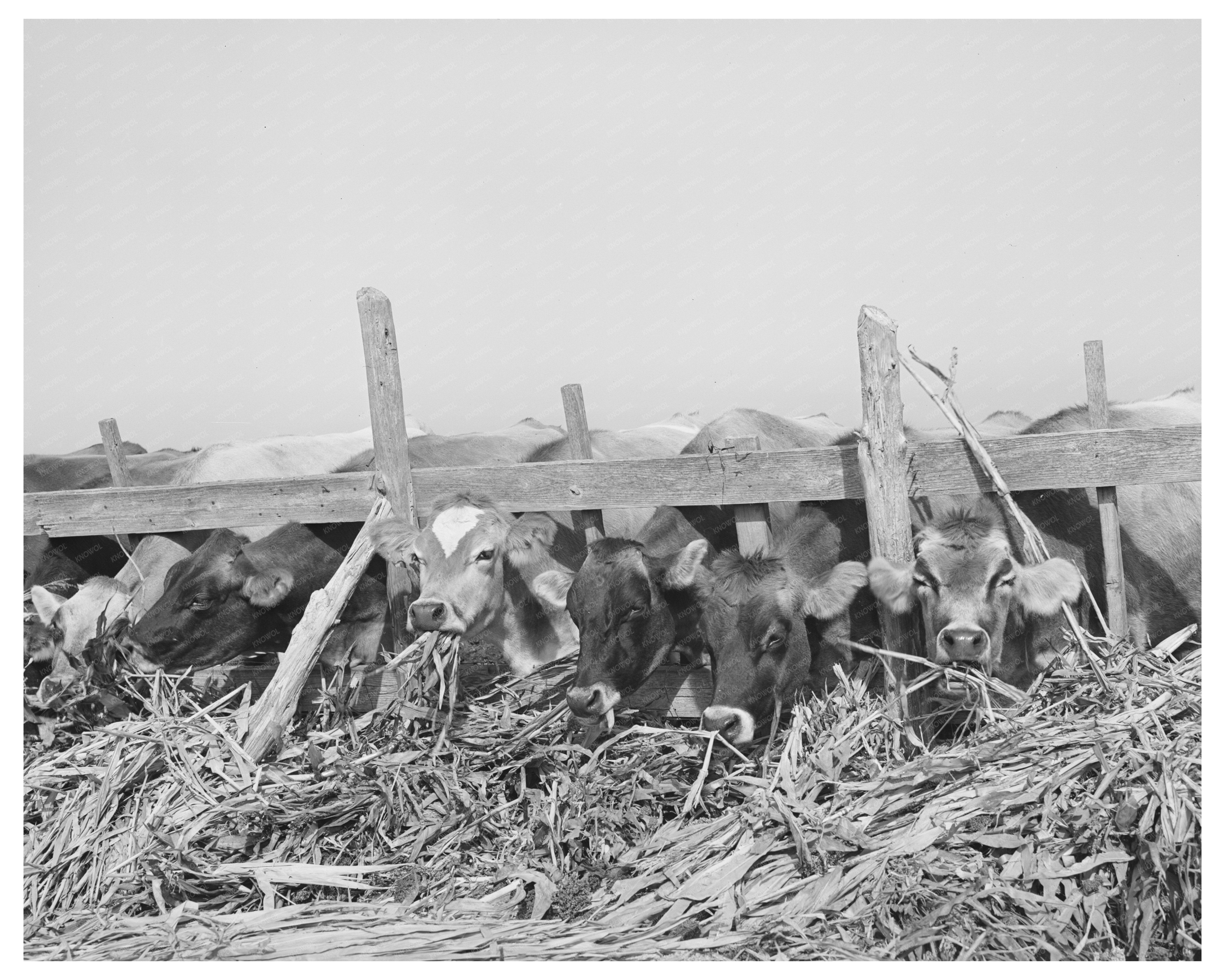 Cows Feeding at Dairy Farm in San Angelo Texas 1939