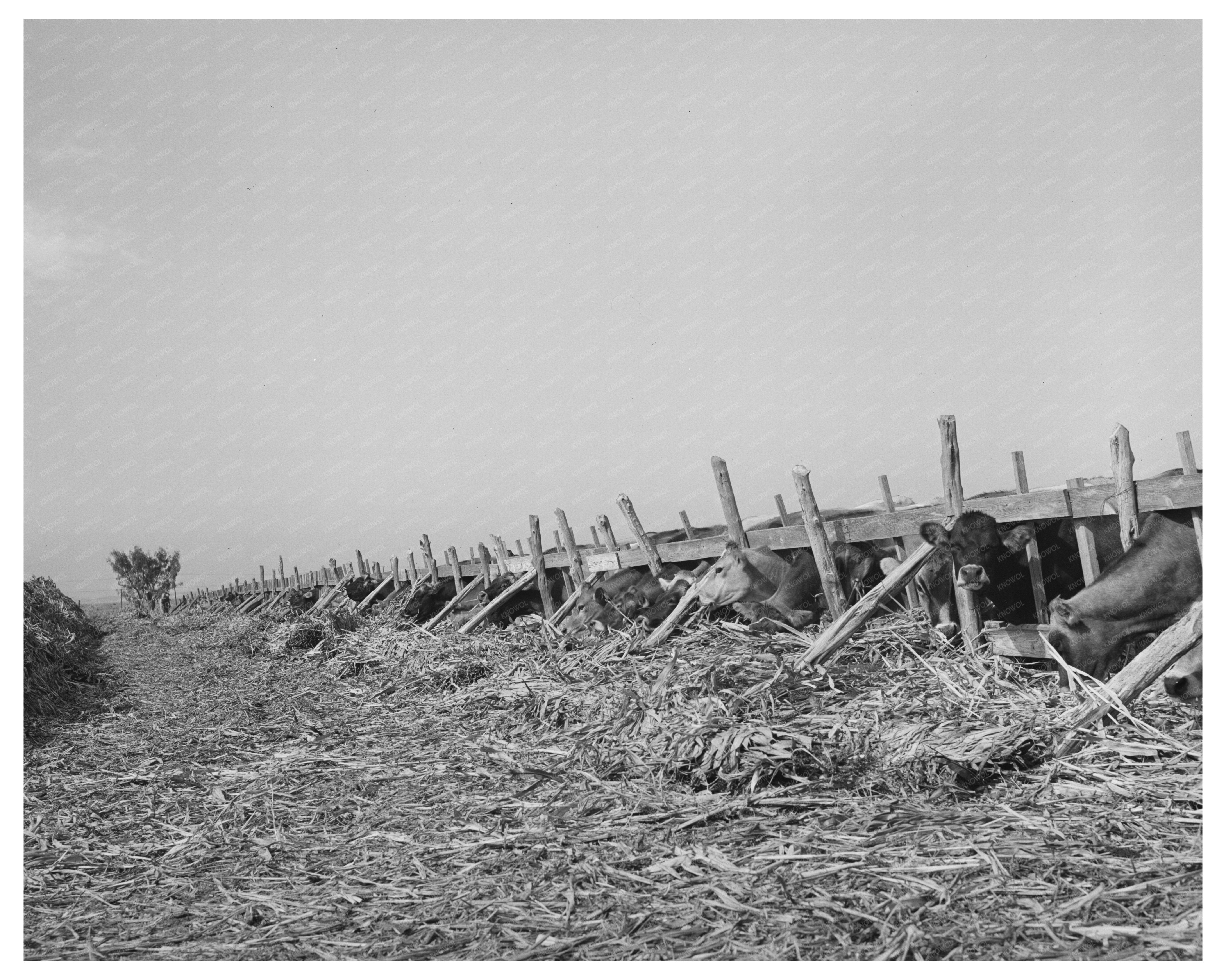 Cows Feeding at Dairy Tom Green County Texas 1939