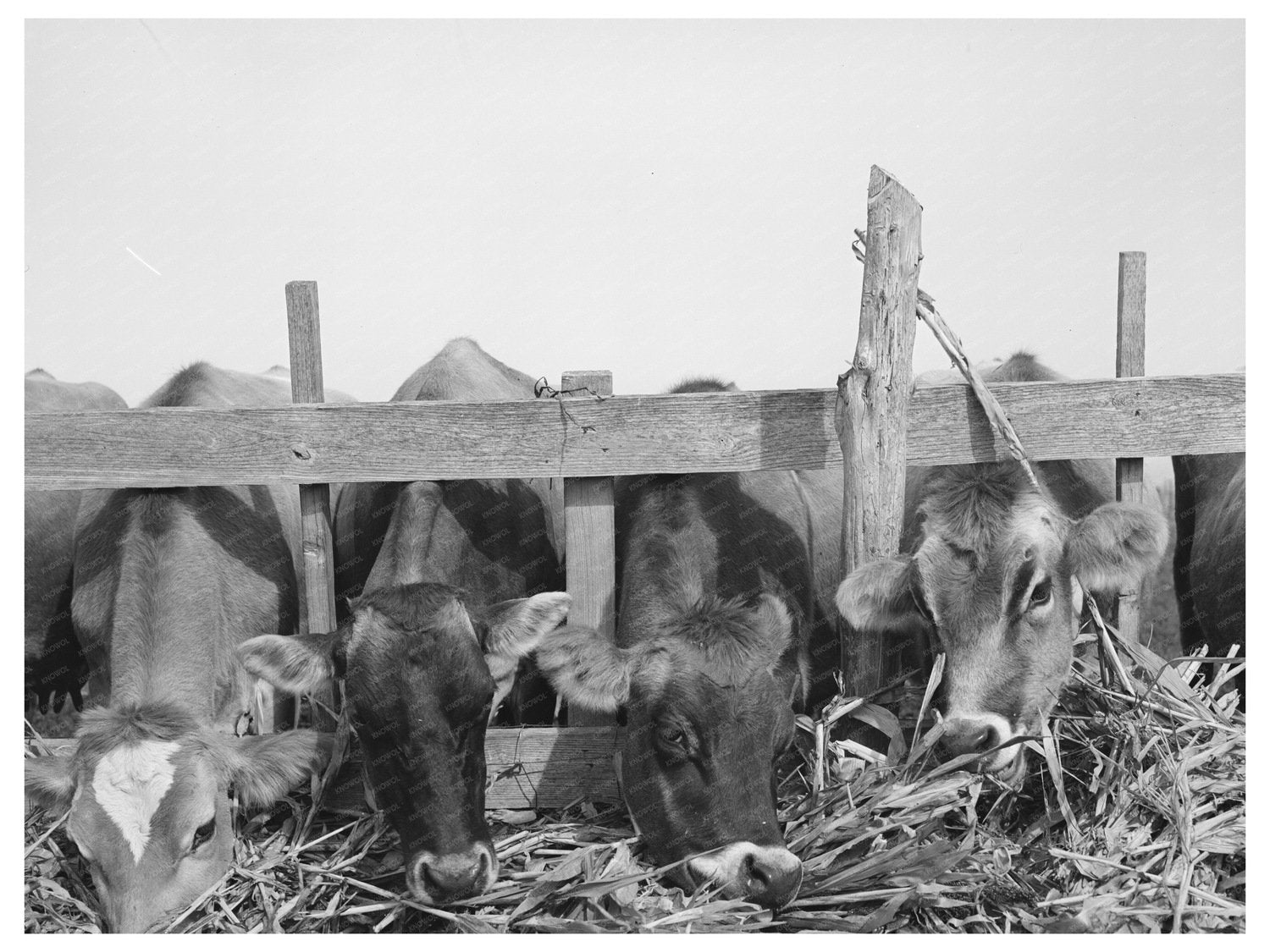 Cows Feeding at Dairy in Tom Green County Texas 1939