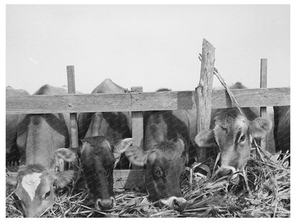 Cows Feeding at Dairy in Tom Green County Texas 1939