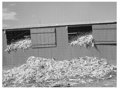 Shed Filled with Corn at Dairy Farm San Angelo Texas 1939