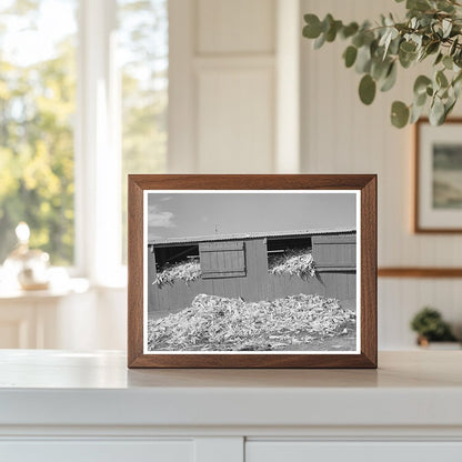 Shed Filled with Corn at Dairy Farm San Angelo Texas 1939