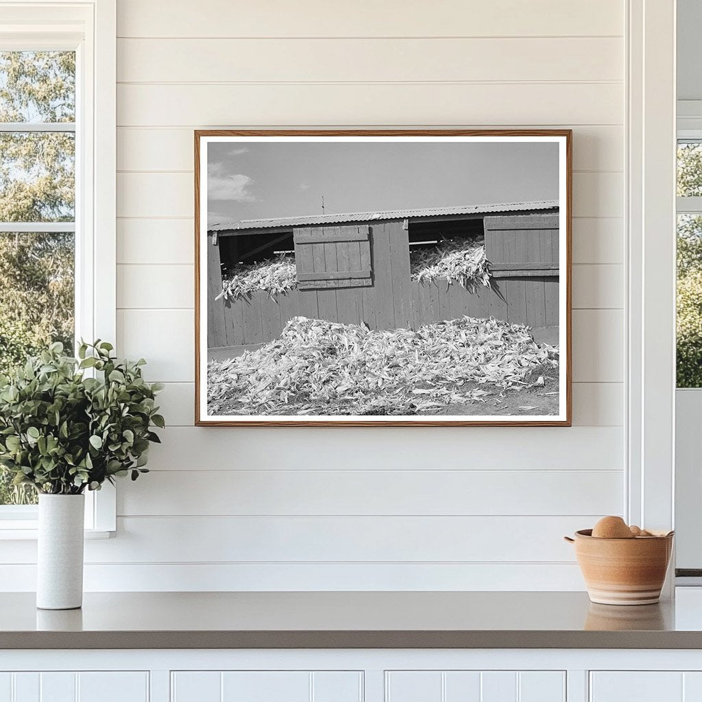Shed Filled with Corn at Dairy Farm San Angelo Texas 1939