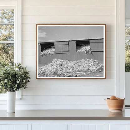 Shed Filled with Corn at Dairy Farm San Angelo Texas 1939