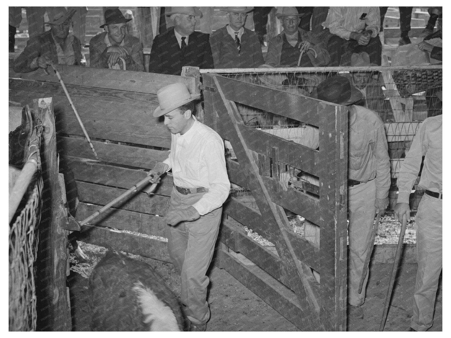 San Angelo Texas Livestock Auction Scene November 1939