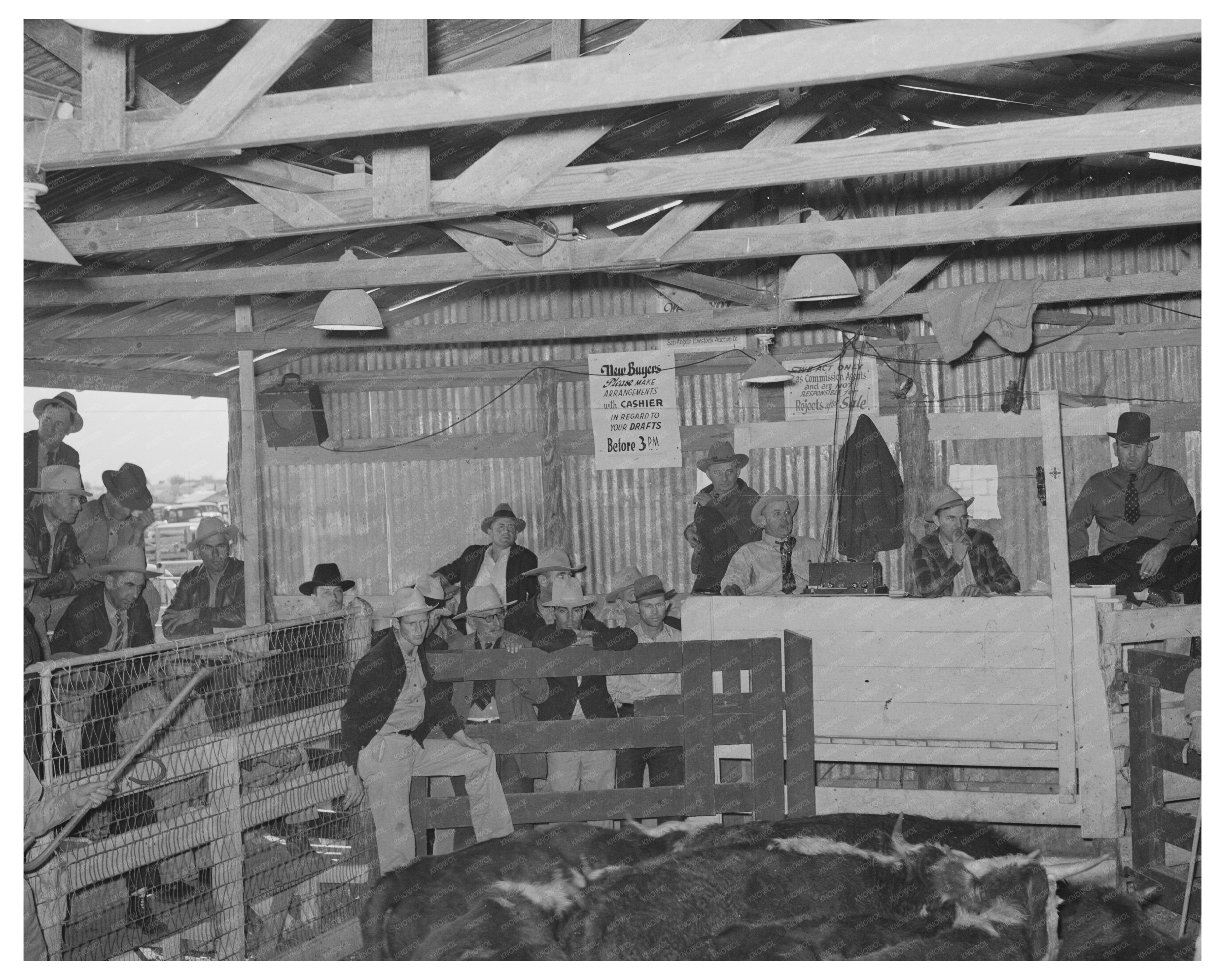 1939 San Angelo Texas Livestock Auction Scene