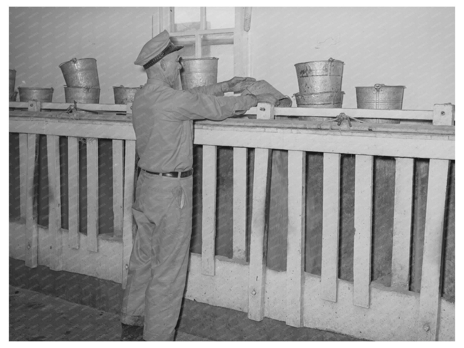 Cattle Ration Feeding in Tom Green County Texas 1939