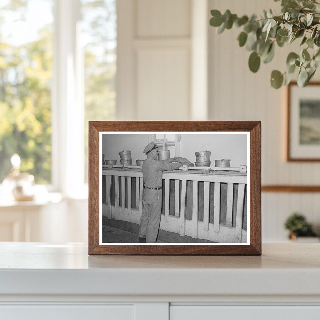 Cattle Ration Feeding in Tom Green County Texas 1939