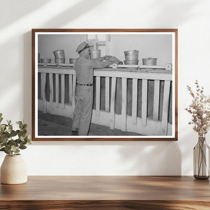 Cattle Ration Feeding in Tom Green County Texas 1939