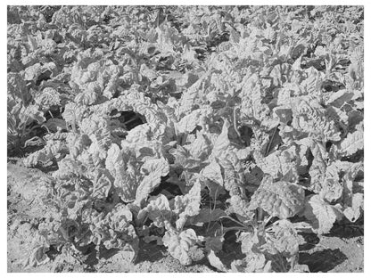 Spinach Crop in Tom Green County Texas 1939