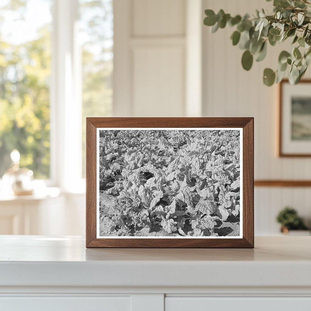 Spinach Crop in Tom Green County Texas 1939