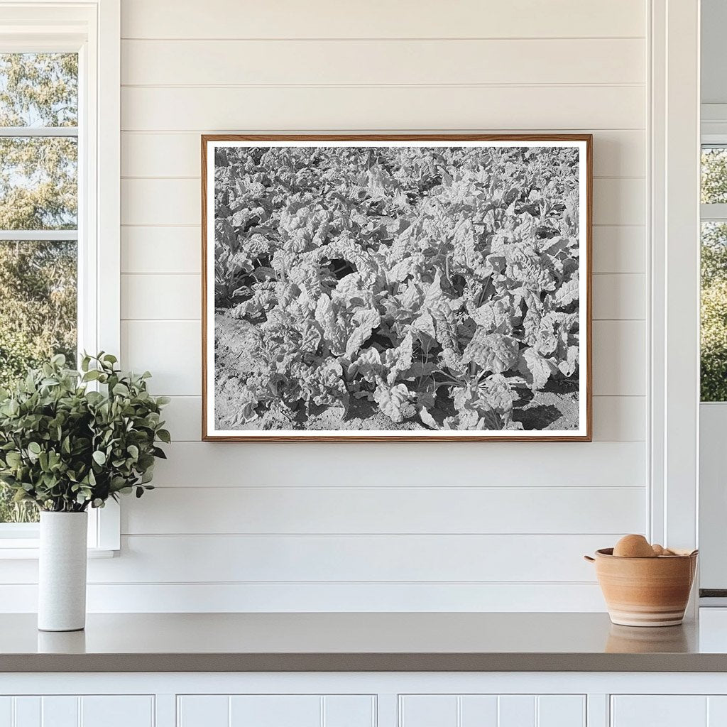 Spinach Crop in Tom Green County Texas 1939