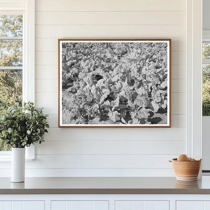 Spinach Crop in Tom Green County Texas 1939