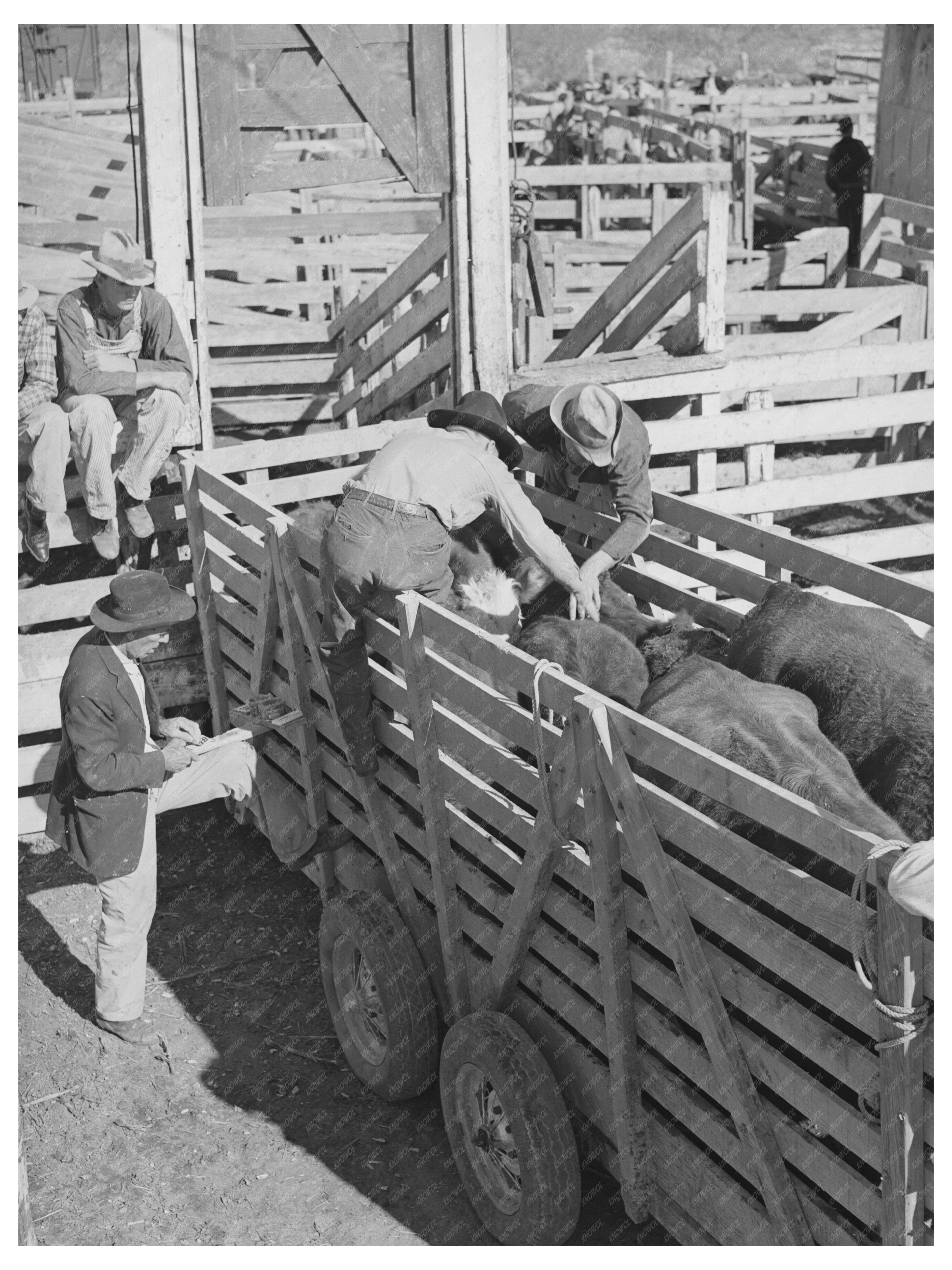 Cattle Identification Stickers at San Angelo Auction 1939