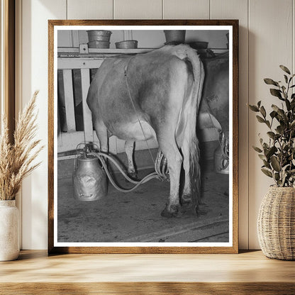 Vintage 1939 Vacuum Milker in Texas Dairy Farm