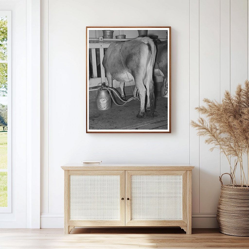 Vintage 1939 Vacuum Milker in Texas Dairy Farm