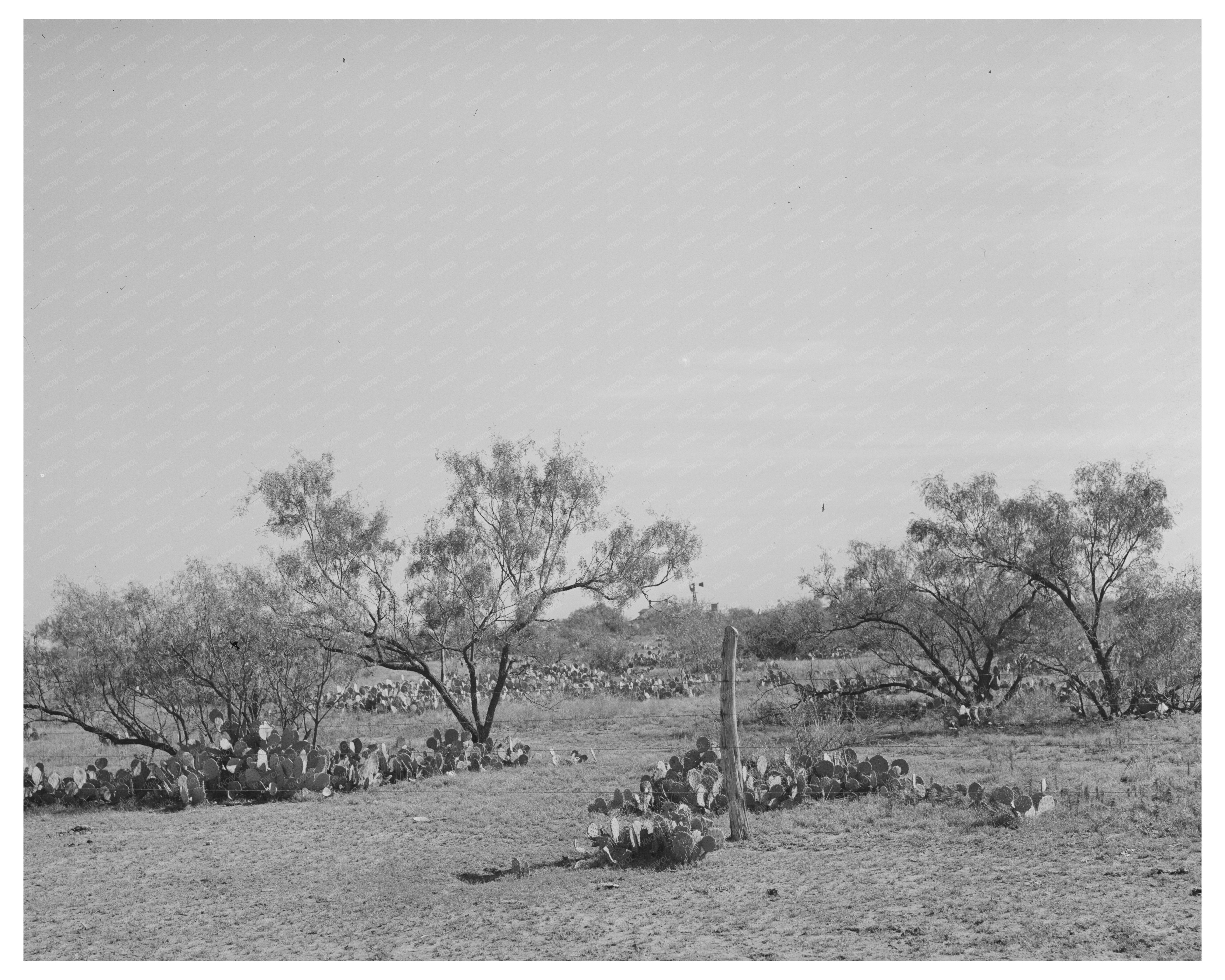 Mesquite Land in Tom Green County Texas November 1939