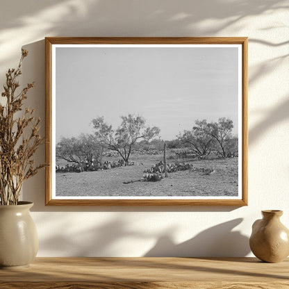 Mesquite Land in Tom Green County Texas November 1939