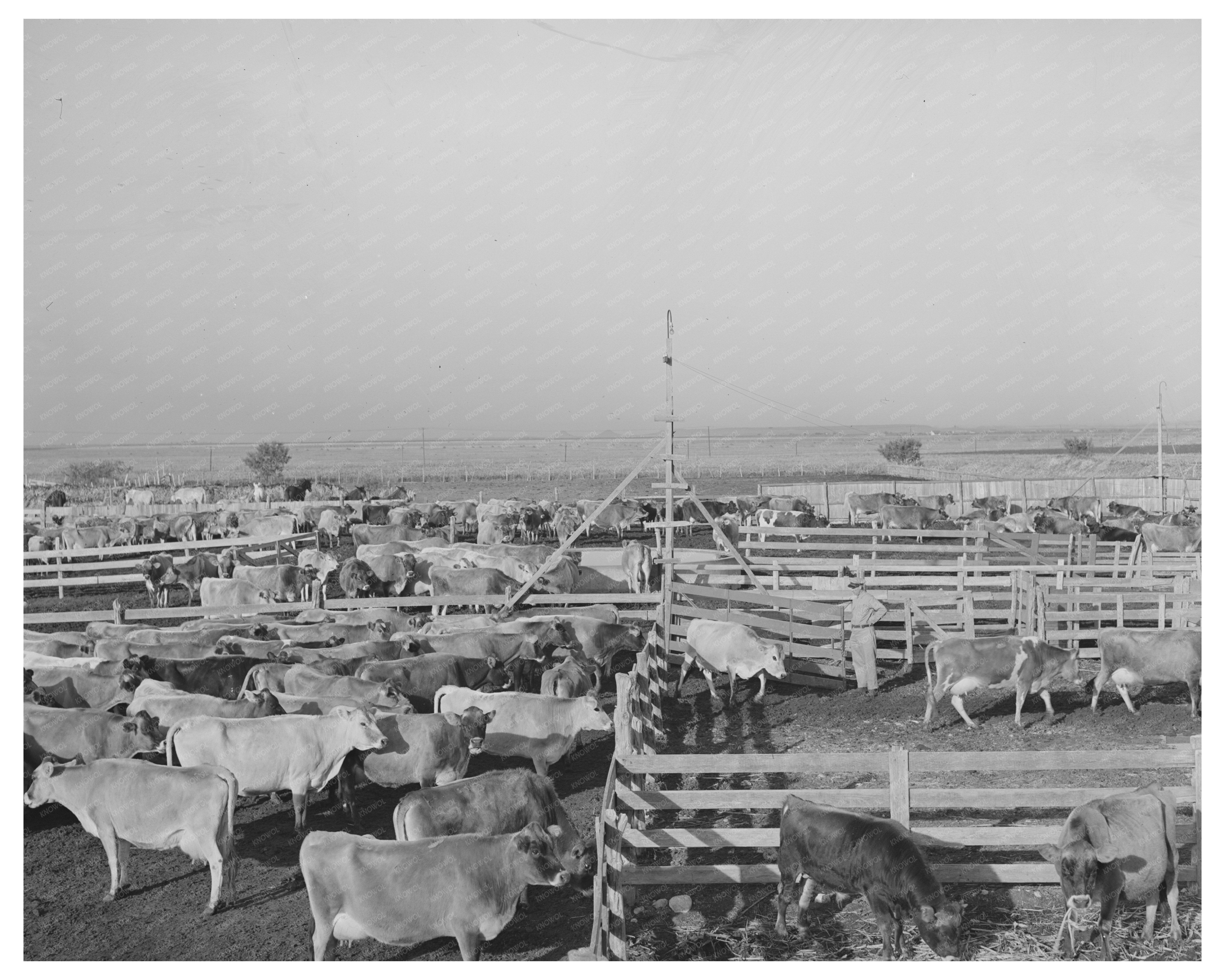 Cattle in Pens at Texas Dairy Farm November 1939