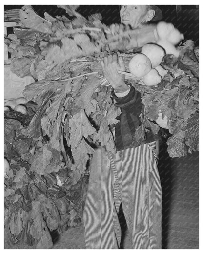 Truck Farmer with Turnips in San Angelo Texas November 1939