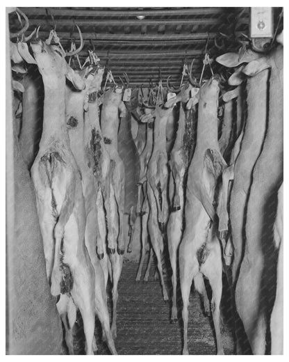 Vintage Deer Hunting Image from December 1939 in Texas