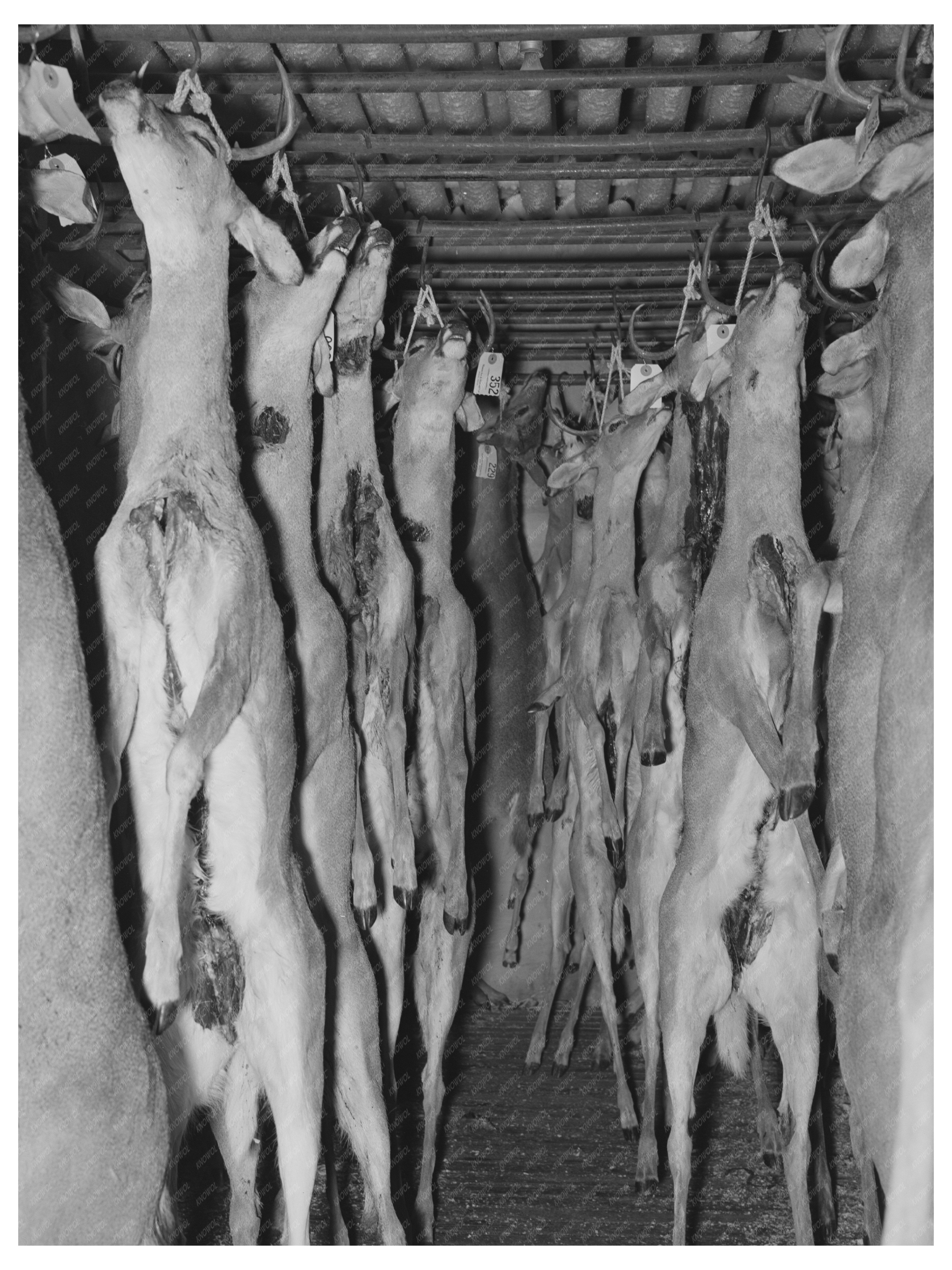 Deer in Cold Storage Mason Texas December 1939