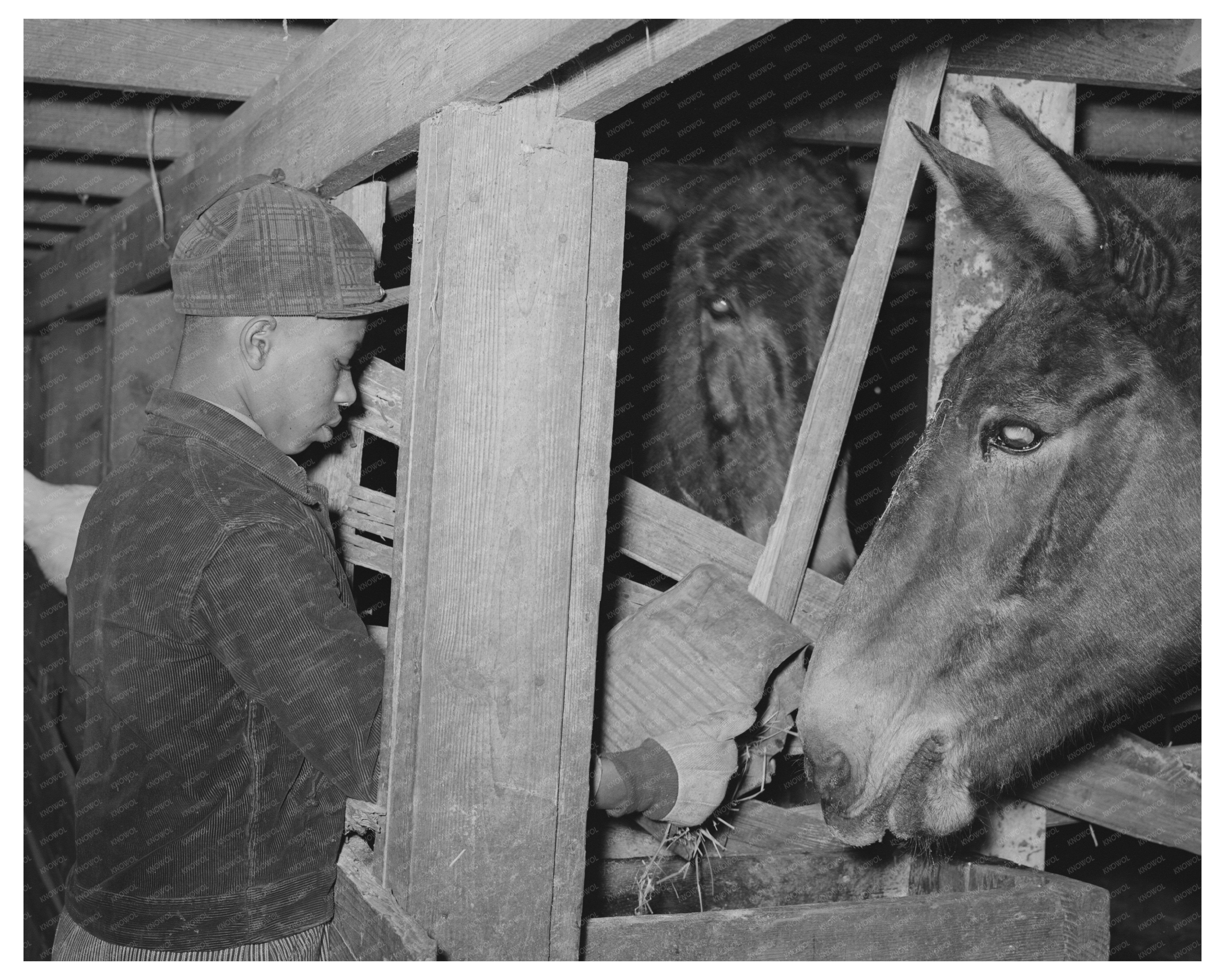 Son of Tenant Farmer Feeding Mule February 1940