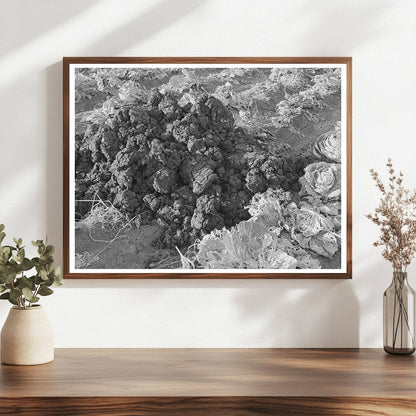 Cabbage Field Fertilization Bexar County Texas 1940