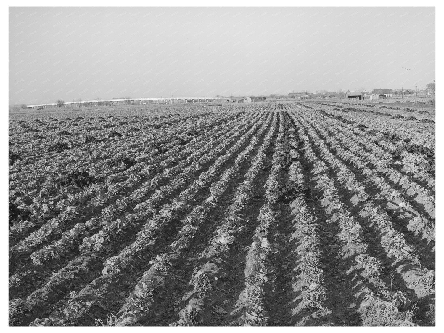 Cabbage Field in Winter Bexar County Texas 1940