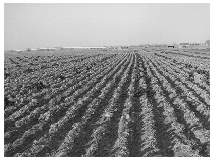 Cabbage Field in Winter Bexar County Texas 1940