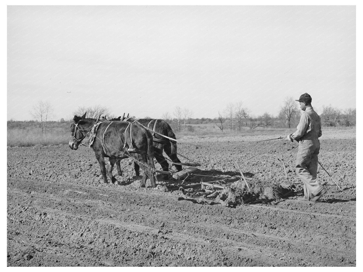 1944 Young Boy Harrowing Cropland Creek County Oklahoma