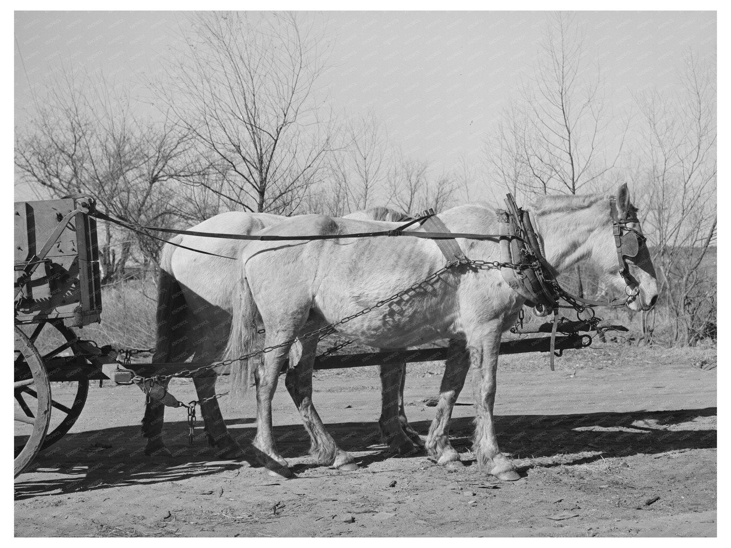 Mules in Creek County Oklahoma February 1940 Image