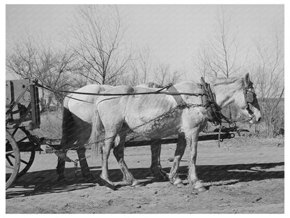 Mules in Creek County Oklahoma February 1940 Image