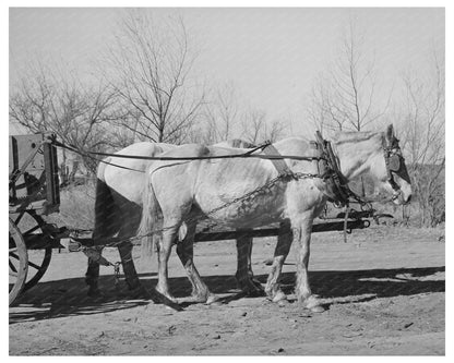 Mules in Creek County Oklahoma February 1940 Black and White Photo